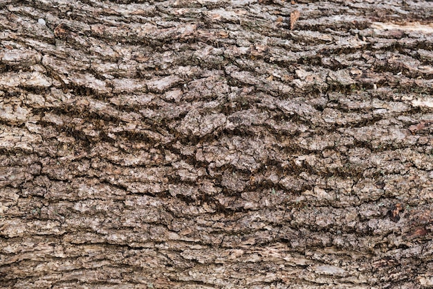 Wood textured wall for background or design Old stump texture