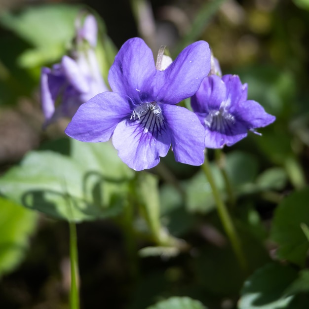 Wood Violet Viola riviniana RCHB flowering in the spring sunshine near East Grinstead