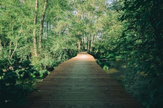 wood walk to the forest