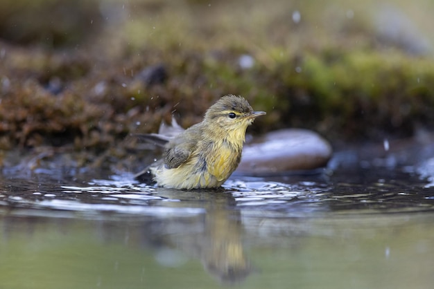 Wood warbler Phylloscopus sibilatrix a beautiful bird swims and looks at the reflection in the water