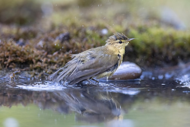 Wood warbler Phylloscopus sibilatrix a beautiful bird swims and looks at the reflection in the water