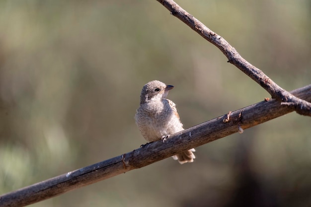 Woodchat shrike Lanius senator Malaga Spain