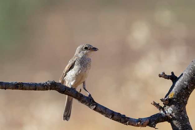 Woodchat shrike Lanius senator Malaga Spain