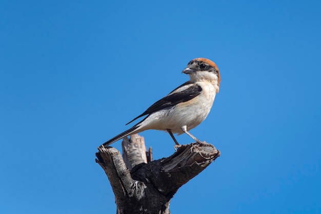 Woodchat shrike Lanius senator Malaga Spain