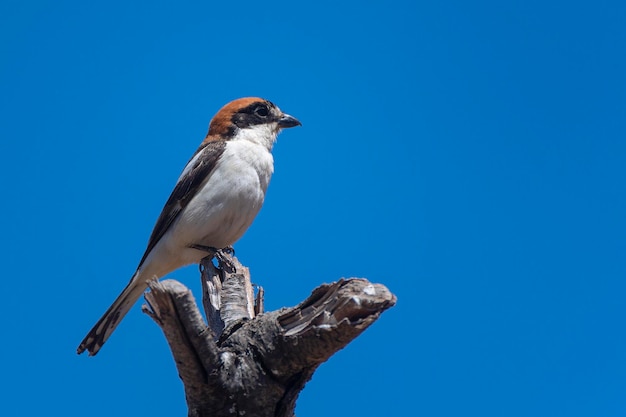 Woodchat shrike Lanius senator Malaga Spain