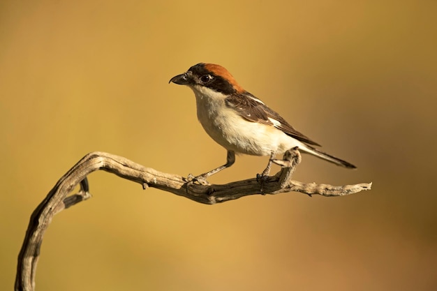 Woodchat shrike male on a branch within his breeding territory in a Mediterranean forest