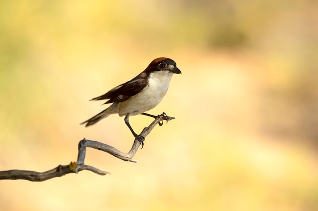 Woodchat shrike male in his breeding territory with the last light of the afternoon