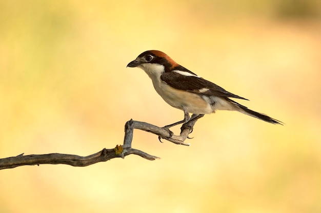 Woodchat shrike male in his breeding territory with the last light of the afternoon