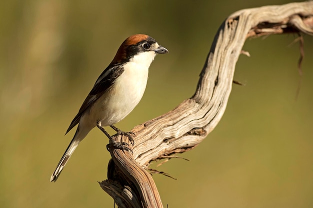 Woodchat shrike male on a perch in his breeding territory in a Mediterranean forest