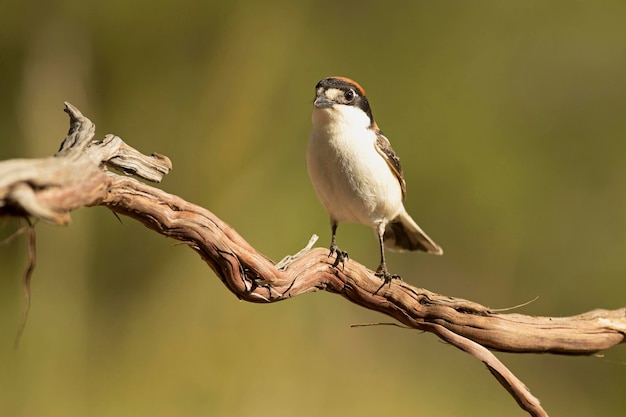 Woodchat shrike male on a perch in his breeding territory in a Mediterranean forest