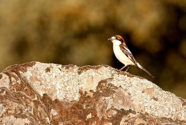 Woodchat shrike with the last lights of sunset