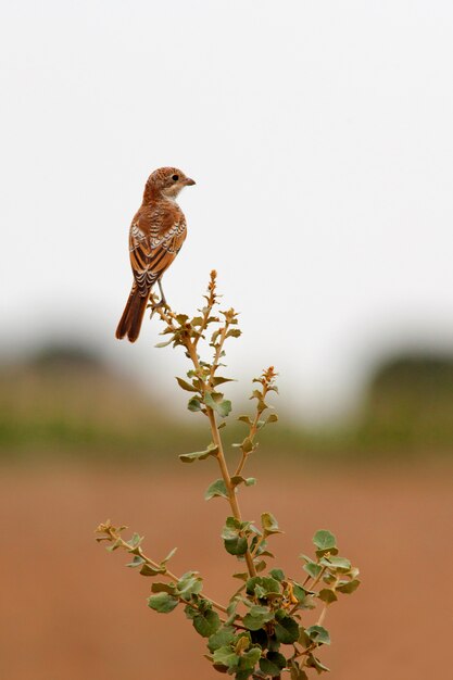 Woodchat shrike 