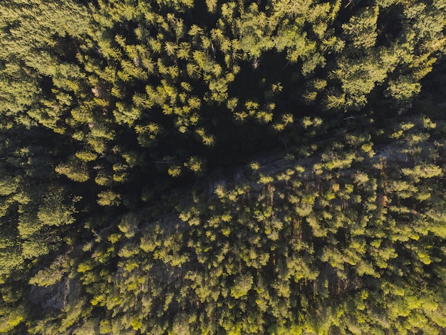 Wooded area Fluffy coniferous and deciduous trees Aerial view Forest texture