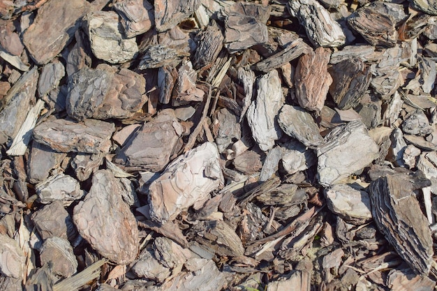 Wooden background tree bark closeup view