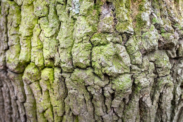 Wooden bark background Texture of wooden bark with green moss on a tree trunk Selective focus