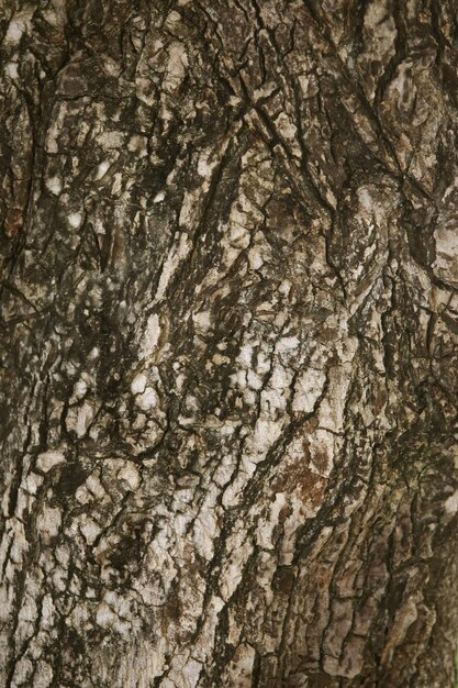 Wooden Bark in the garden  Close up Texture