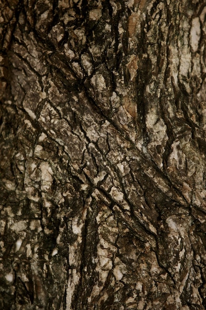 Wooden Bark in the garden  Close up Texture