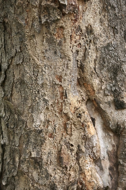 Wooden Bark in the garden Close up Texture