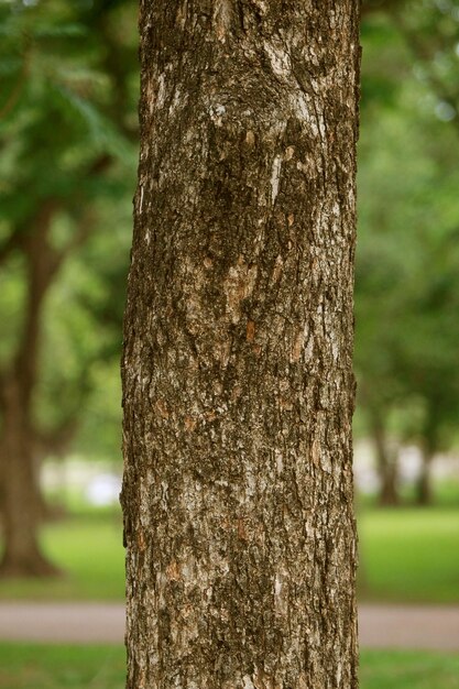 Wooden Bark in the garden Close up Texture