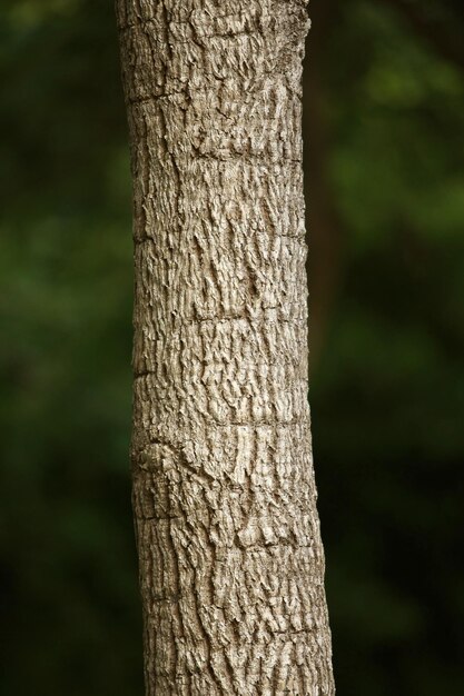 Wooden Bark in the garden Close up Texture