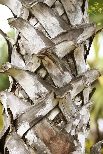 Wooden Bark in the garden Close up Texture