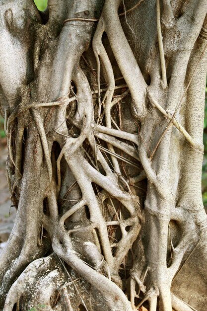 Wooden Bark in the garden Close up Texture