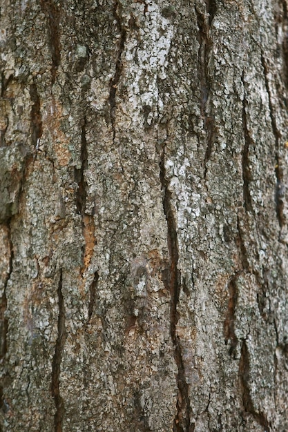 Wooden Bark in the garden Close up Texture