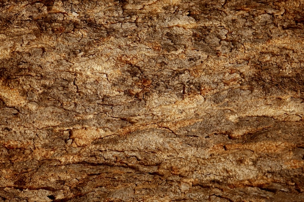 Wooden Bark Texture Background 