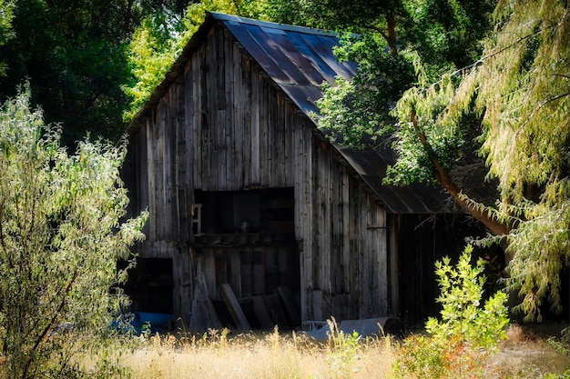 Wooden barn in the forest during the daytime