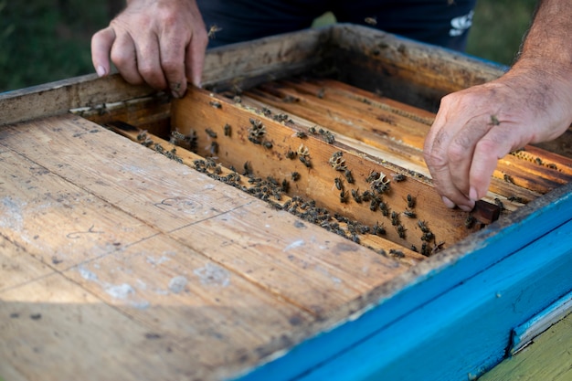 Wooden beehive with bees, beneficial insects, beekeeper