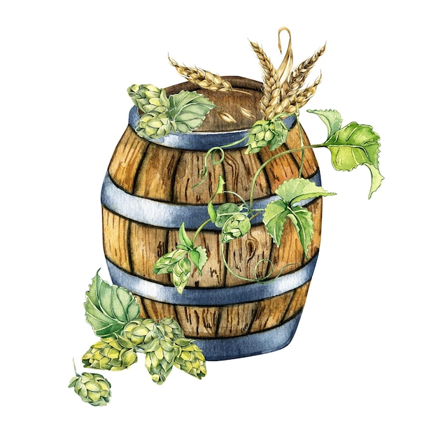 Wooden beer barrel and hop vine wheat ear watercolor illustration isolated on white