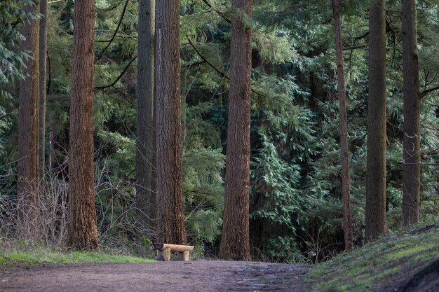 Wooden bench along footpath in forest