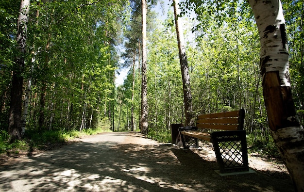 Wooden bench near pathway in shadow of trees summer forest park in sunny day