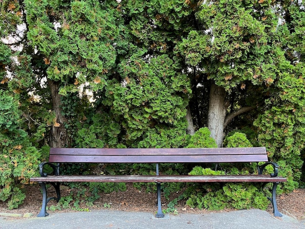 A wooden bench stands in the botanical park