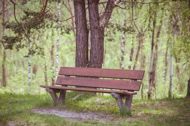 Wooden bench in summer forest