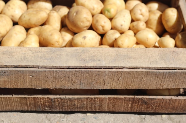 A wooden box full of katofel fruits harvested by farmers