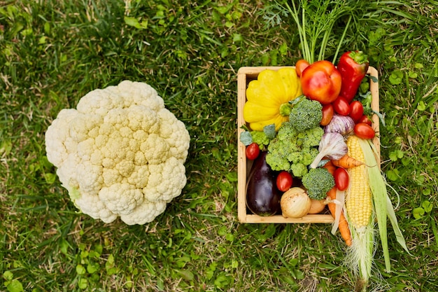 Wooden box with different fresh farm vegetables outdoor on the grass