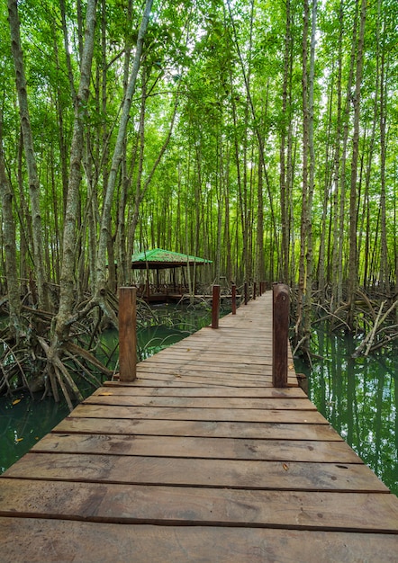 Wooden bridge in a mangrove forest at Tung Prong Thong, Rayong, Thailand