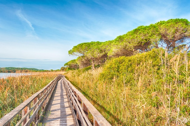 Wooden bridge in the middle of nature