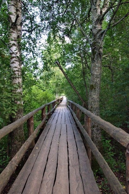 Wooden bridge with trees on the sides