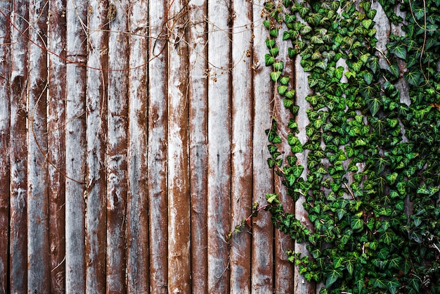 Wooden brown background with green ivy