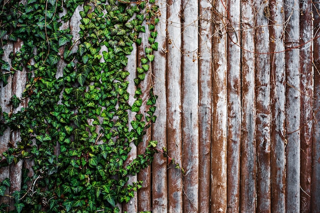 Wooden brown background with green ivy