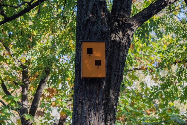 Wooden brown birdhouse on a trunk of a tree in the park A house for the birds Bird feeder Copy space