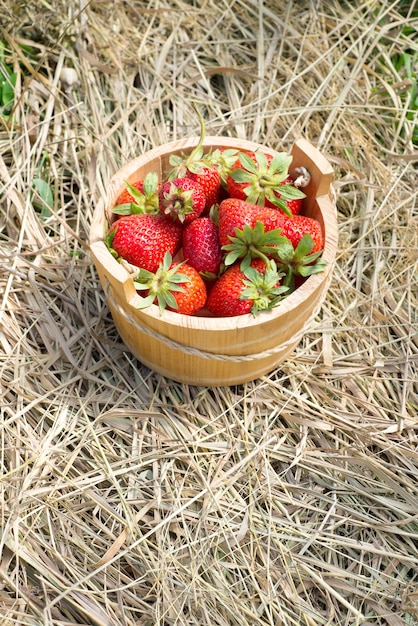 Wooden bucket fill with strawberries are stand on straw top view copy space