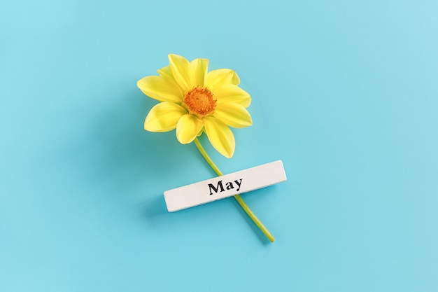 Wooden calendar spring month of May and yellow flower on a blue background. Copy space. Minimal style.