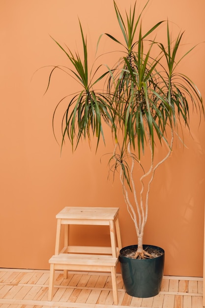 A wooden chair and a house flower stand on the floor near the orange wall