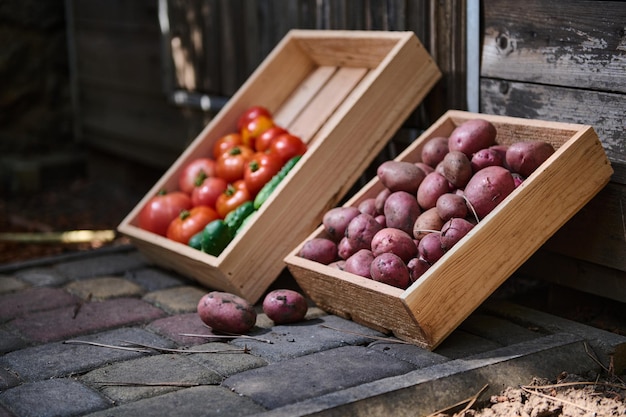 Wooden crate with harvested crop of pink potatoes and box with ripe juicy tomatoes and cucumbers on rustic background