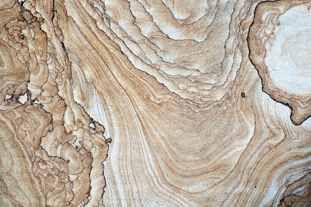 Wooden cross section of tree texture and background