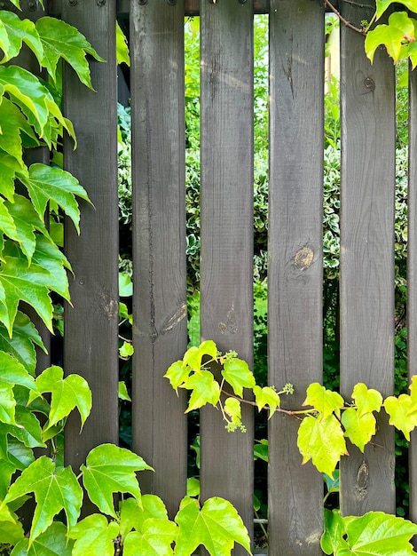 A wooden fence overgrown with leaves and vines in the garden