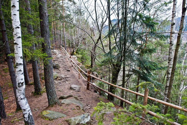 Wooden fence on patch at wet forest in Carpathian mountains